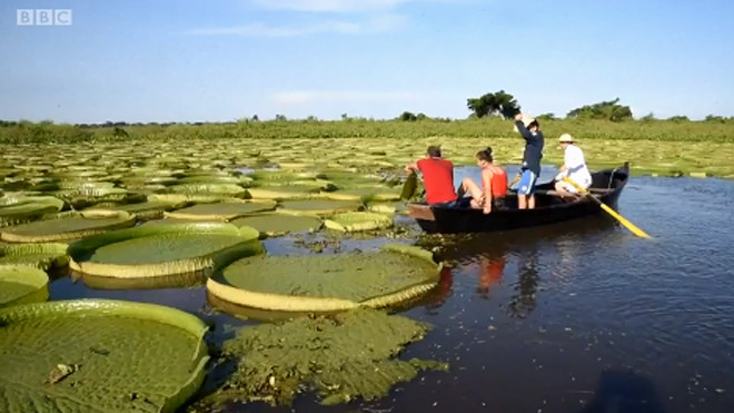 Hoa súng khổng lồ tưởng đã tuyệt chủng xuất hiện ở Paraguay