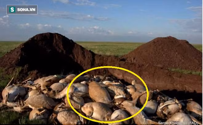 Linh dương Saiga chết hàng loạt và nguyên nhân bất ngờ. Ảnh: Dailymail