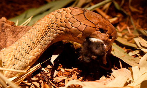 Hổ mang chúa dài 4 mét khốn khổ vì ung thư.