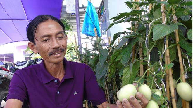 Ông Tiếp bên vườn dưa hấu độc lạ của mình 