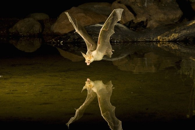 Dơi thường hoạt động và săn bắt vào ban đêm.