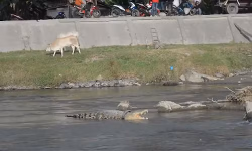 Nỗ lực giải cứu cá sấu bị lốp xe siết cổ suốt hai năm