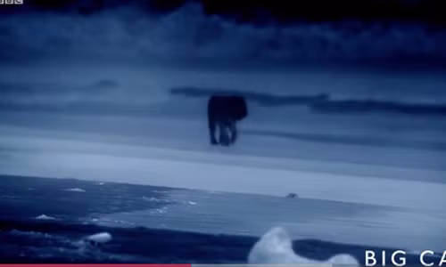 Báo đốm đoạt mạng rùa biển khủng bằng nhát cắn kinh hoàng