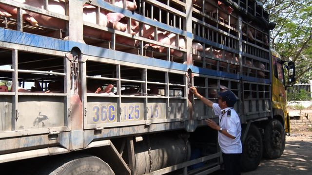 50% lượng heo vào TPHCM từ tỉnh đang có dịch tả Châu Phi 