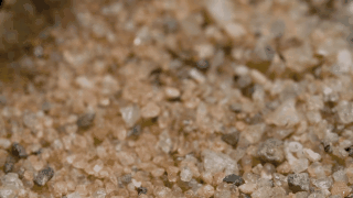 Chẳng phải hổ, báo, sư tử... loài bọ này mới là những kẻ “khủng bố” đích thực của tự nhiên