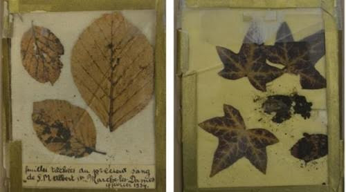 Lá cây, vật chứng thu được tại hiện trường vua Albert I tử nạn. Ảnh: Maarten Larmuseau