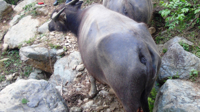 Nhiều con trâu bị chém đứt gân chân không thể đi lại được