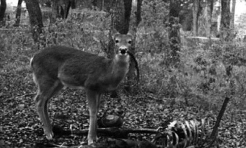 Con hươu đang nhai một khúc xương người trong miệng. Ảnh: Lauren A. Meckel.