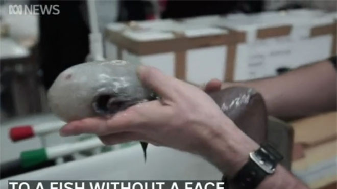 Cá không mặt kỳ lạ ở vực sâu 4.000 m dưới biển Australia