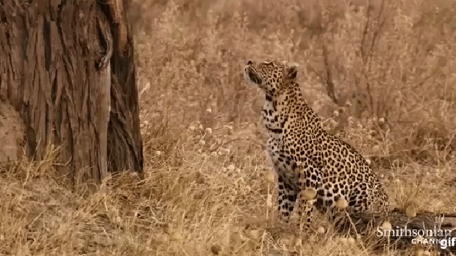 Ngắm nghía kỹ càng, báo hoa mai quyết tâm “làm thịt” cả loài bay trên trời