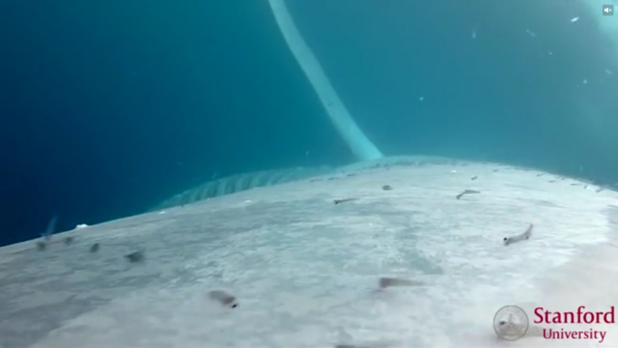 Thảm họa biến cá voi xanh thành sinh vật lớn nhất hành tinh