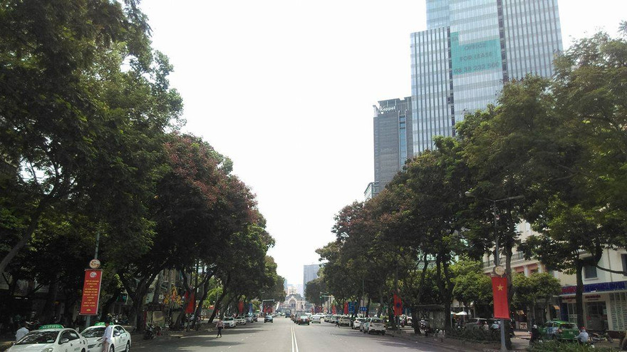 Hàng cây cổ thụ trước giờ bị đốn hạ tại TPHCM