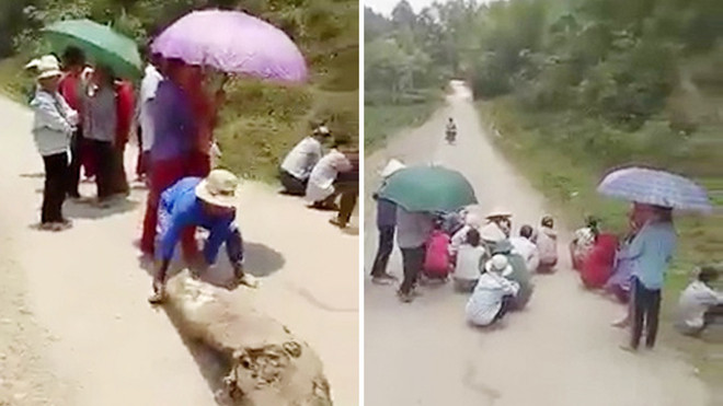 Dựng lán ở đường để xin tiền lái xe chở lợn