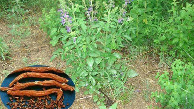 Cây và vị thuốc đan sâm.