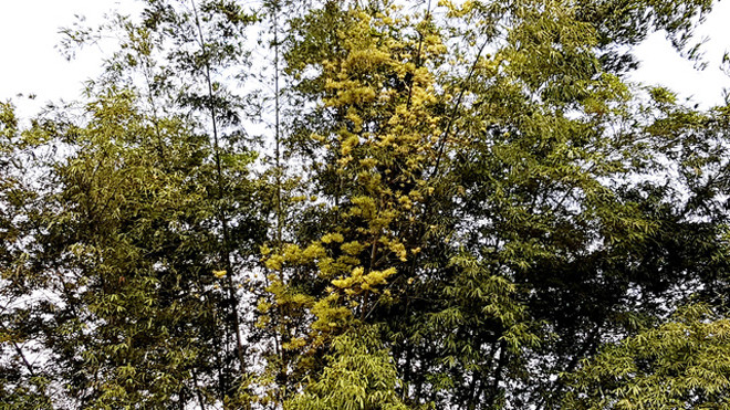 Bụi tre có cây tre nở hoa