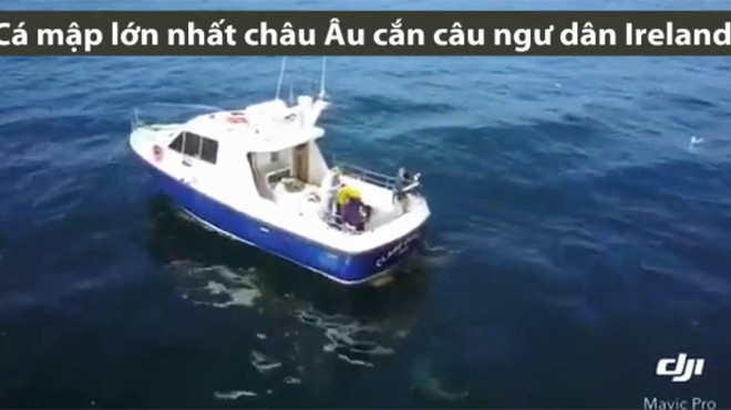 90 phút vật lộn kéo cá mập quái vật nặng 7 tạ