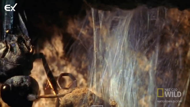 Giăng tơ bít kín cửa hang, nhện độc vẫn bỏ mạng oan uổng