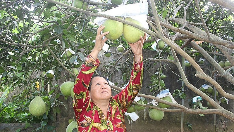 Bưởi Tân Triều được EU bảo hộ chỉ dẫn địa lý mà không phải qua thủ tục đăng ký