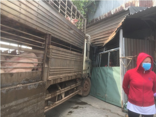 Xe chở 50 con heo tông vào nhà dân khiến quốc lộ 13 kẹt cứng 2km