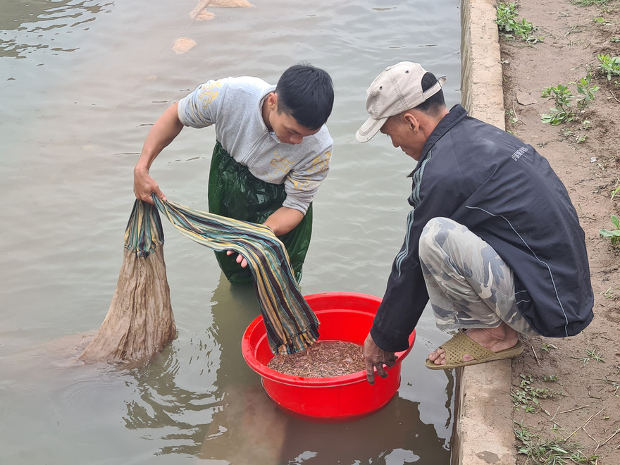 Nông dân Hải Phòng thấp thỏm lo rươi mất mùa