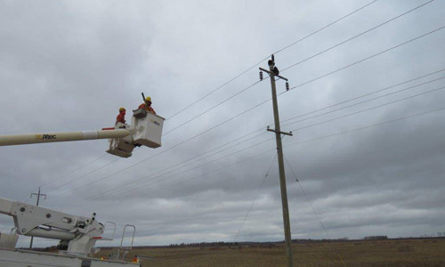 Nhóm giải cứu tìm cách dụ cặp gấu trèo xuống. Ảnh: Manitoba Hydro.