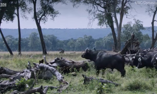 Sư tử mẹ đơn thân bảo vệ con khỏi đàn trâu rừng tìm giết