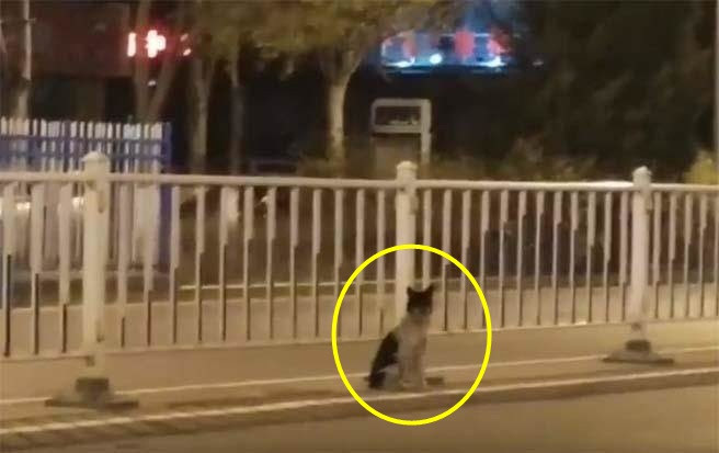 Chủ nhân qua đời, chó cưng đợi mòn mỏi 80 ngày đến xót xa