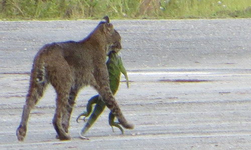 Linh miêu ngoạm cổ kỳ đà xanh trong khu bảo tồn Mỹ. Ảnh: Vincent Sinagria.