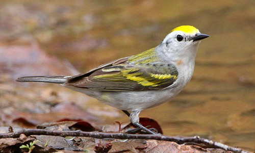 Chim chích lai mang gene di chuyền của ba loài. Ảnh: Forbes.