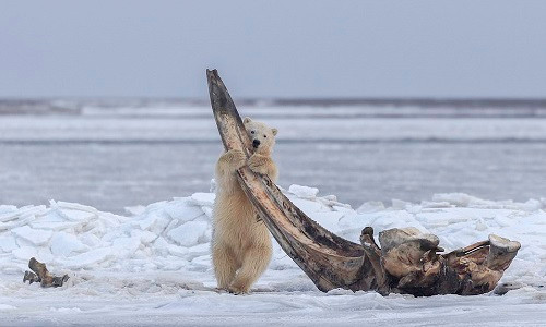 Gấu Bắc Cực ôm khúc xương cá voi dài gần 5 mét. Ảnh: Eiji Itoyama.