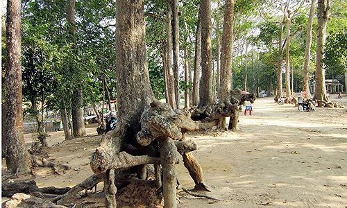 (Nguồn: wikipedia.org)