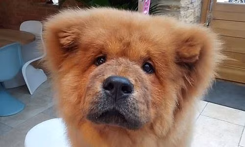 Chú chó đáng thương có tên Bungle.