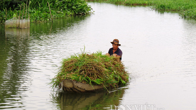 Vận chuyển cỏ tới chợ ở khu vực ven kênh Xáng (Củ Chi).