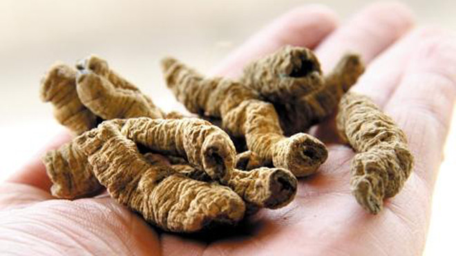 Ba kích có tác dụng tốt giúp bổ thận tráng dương, tăng cường sinh lý 