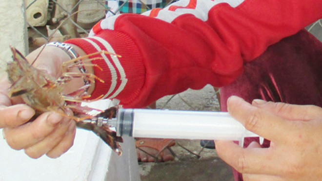 Vựa hải sản bơm rong câu vào tôm sú để... thổi giá