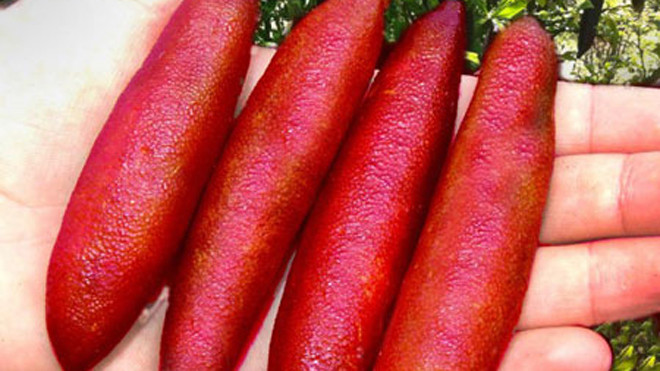 Trên các trang mua sắm trực tuyến nước ngoài, quả và giống chanh hình ngón tay có giá khá cao