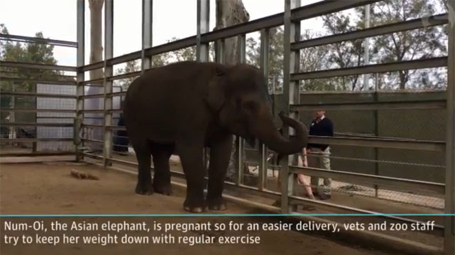 Tận mắt thấy voi mang bầu tập yoga để giữ dáng