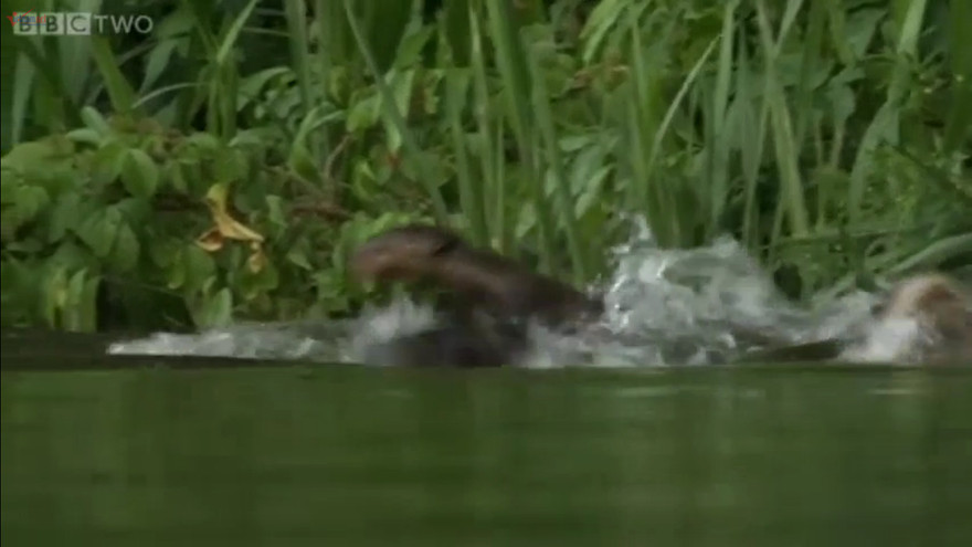 Cá sấu tử nạn trong vòng vây 'bầy đàn' của rái cá