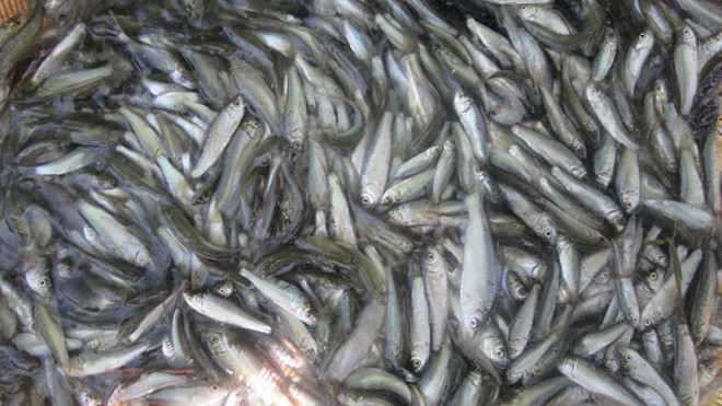 Đặc sản cá linh non đầu mùa đắt hơn thịt bò