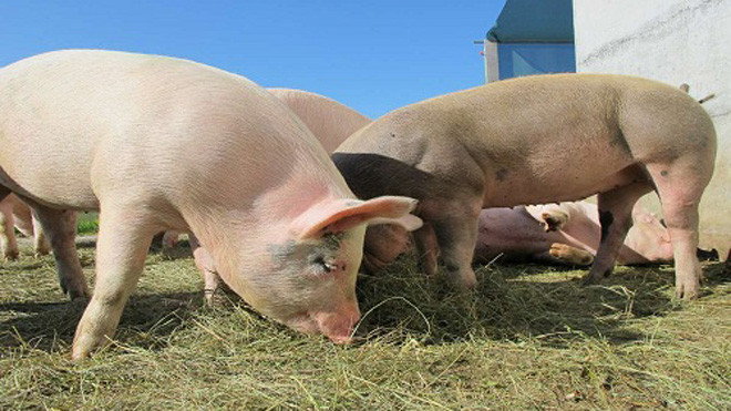 Lợn là lựa chọn phù hợp nhất cho để cấy ghép nội tạng cho con người. Ảnh: Popular Science.