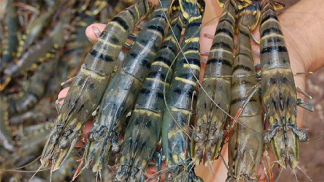 Tôm Việt xuất khẩu sang các nước châu Âu đang bị cạnh tranh về giá. Ảnh: MH.