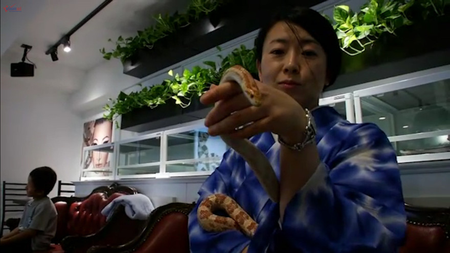 Quán cà phê dùng rắn làm 'nhân viên' ở Nhật Bản