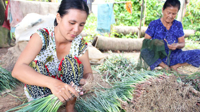 Nghề “làm đẹp” hành lá không phân biệt lứa tuổi.