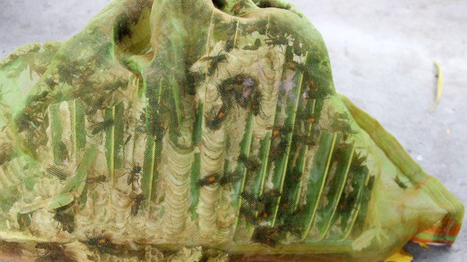 Một tổ ong vò vẽ được bán với giá 700.000 đồng. Ảnh: Việt Tường.