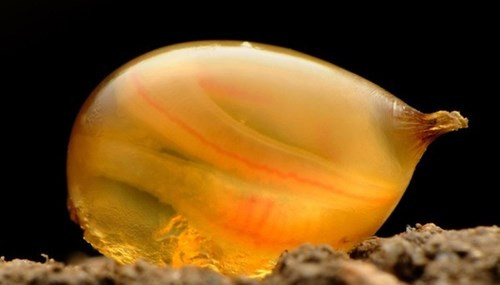 Phát hiện tinh trùng hóa thạch cổ xưa nhất tại Nam Cực