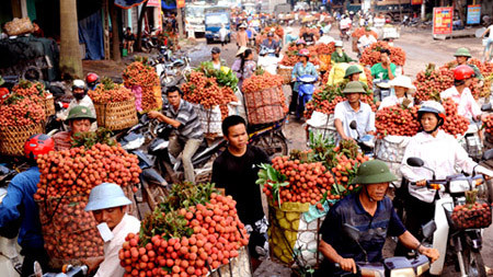 Thương lái Trung Quốc bất ngờ rút về nước khiến vải thiều rớt giá mạnh, người dân thiệt hại hàng chục triệu đồng.