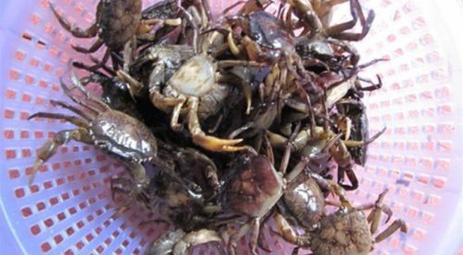 Món ăn từ cua đồng trị còi xương, tụ máu