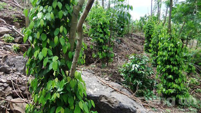 Cây tiêu phát triển xanh tốt trên đá - Ảnh: K'Liep