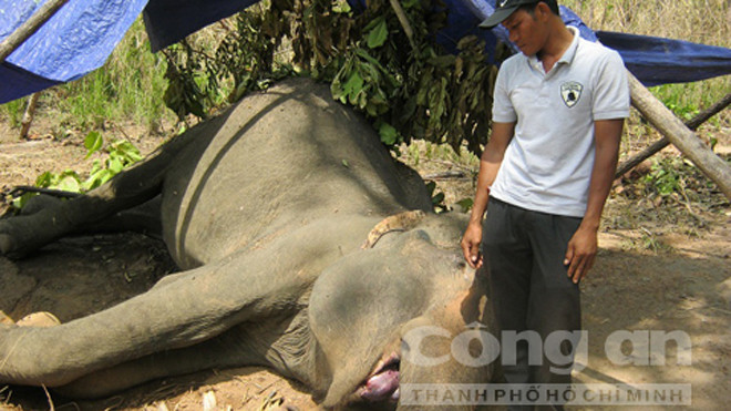 Một chú voi nằm gục chết trước đó sau khi bị kẻ lạ mặt chém lấy lông đuôi