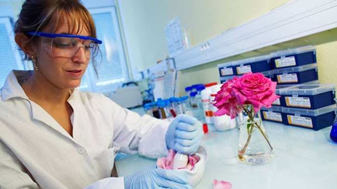 Gen RhNUDX1 tạo ra hương thơm của hoa hồng. Ảnh: Cheziere/Université Jean Monnet